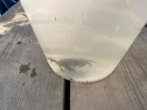 Crab in a bucket