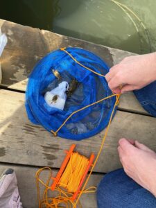 Crab in a net